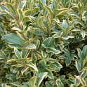 Buxus sempervirens 'Elegantissima' P21